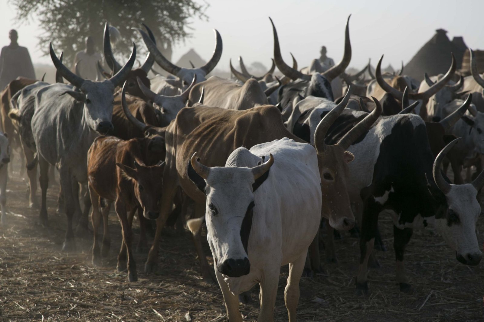 اتفاق،قطر،السودان،استيراد،الماشية السودانية،الطيران