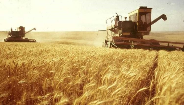 الزراعة،السودان،القمح،مشروع الجزيرة،الرهد الزراعي،المحاصيل