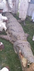 بالصور..مواطن يصطاد اضخم وأشرس تمساح بجزيرة "جاد السيد"في نهر النيل بالصور..مواطن يصطاد اضخم وأشرس تمساح بجزيرة "جاد السيد"في نهر النيل