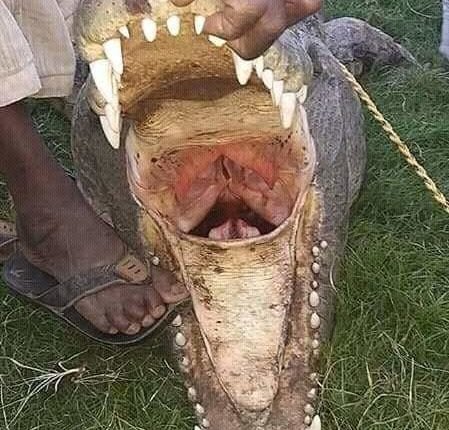 ‏بالصور..مواطن يصطاد اضخم وأشرس تمساح بجزيرة “جاد السيد”في نهر النيل