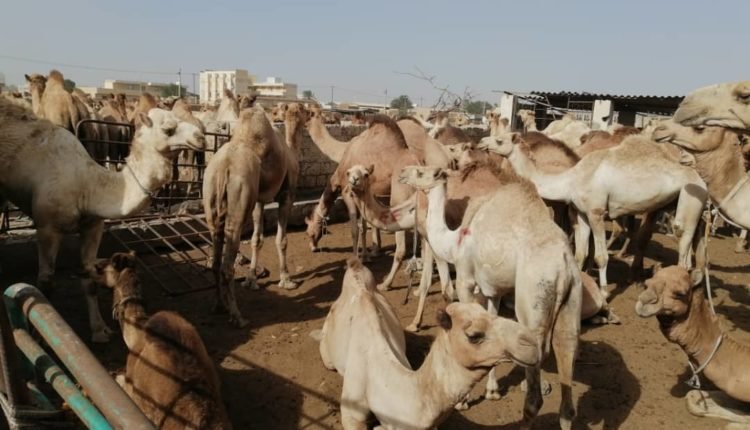 مكافحة تهريب البحر الأحمر تضبط (625) رأس إبل