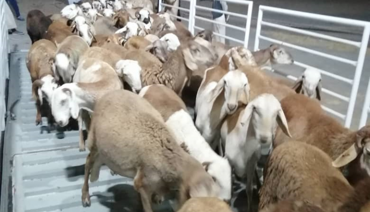 السودان يعلن تصدير عشرات الآف من الماشية إلى السعودية