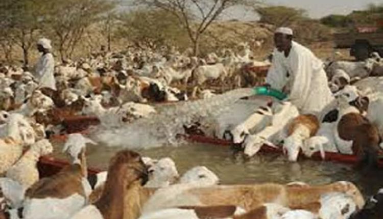 السودان: السلطات توضح الحقائق بشأن إيقاف صادر الماشية إلى السعودية