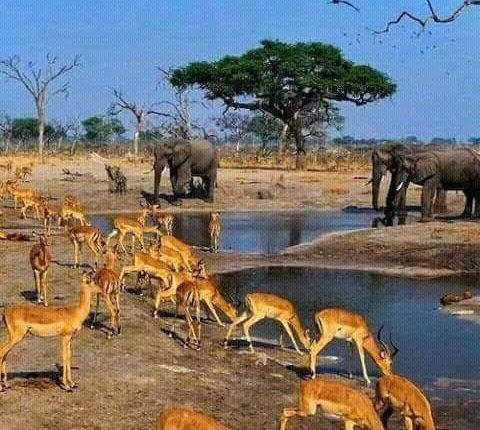 دعم أمريكي بأكثر من 23 مليون دولار  لتأمين ثلاث محميَّات في السودان