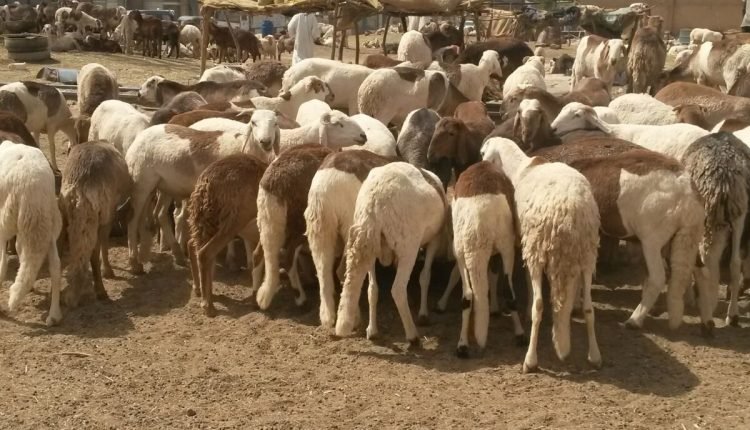 الخرطوم تحدد مواقع واسعار بيع خراف الاضاحي والقوات المسلحة تعلن البيع بأسعار مخفضة للمواطنين