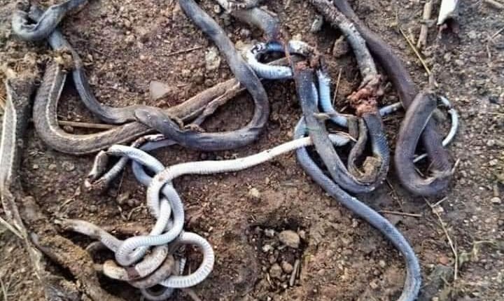 الثعابين والعقارب تحاصر سكان منطقة ضربتها السيول