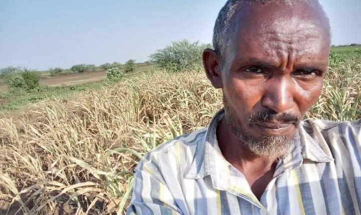 بالصورة.. احتراق المحاصيل بثاني المشاريع الكبرى بالسودان وتخوفات من تأثير لسد النهضة