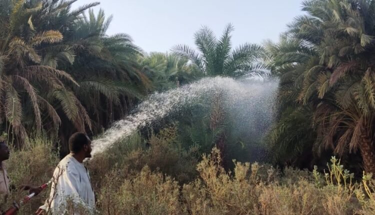 السودان.. حريق هائل في حقول زراعية يلتهم مساحات واسعة من أشجار النخيل والفاكهة