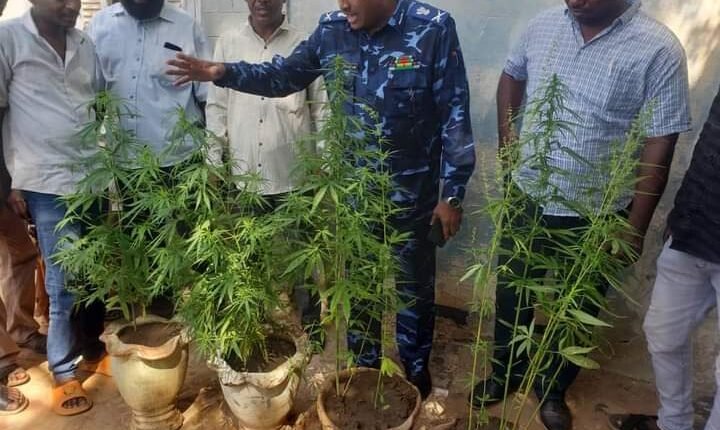 السودان.. ضبط متهم يزرع المخدرات داخل منزله