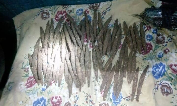 السودان.. ضبط متهمين بحوزتهم كميات من الحشيش (بنقو)