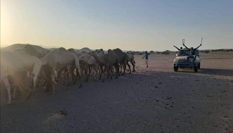  السودان.. إحباط تهريب 60 رأس من إناث الإبل