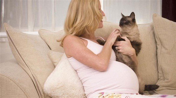 تحذير خطير للمرأة الحامل من التعامل مع القطط ..تعرف على التفاصيل