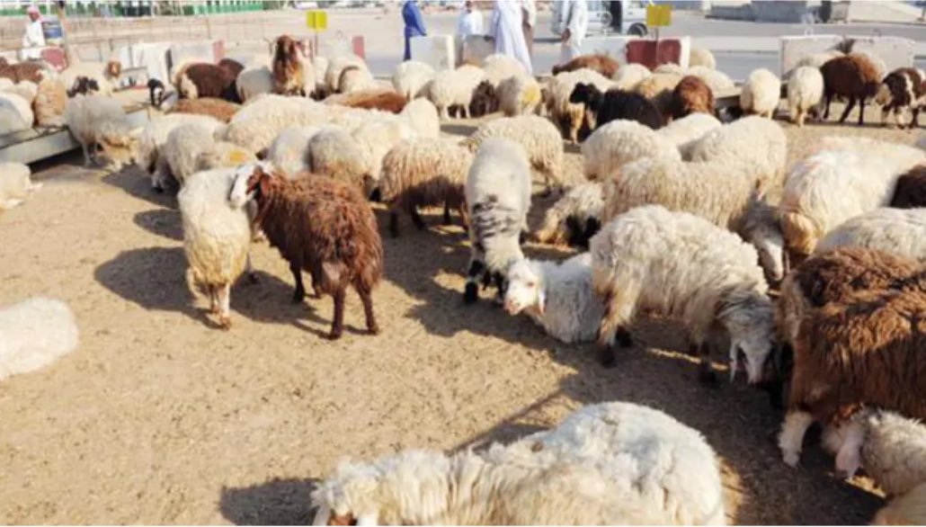 السعودية تعلن استيراد سلعة من 13 دولة بينها السودان بسبب زيادة الطلب عليها في رمصان