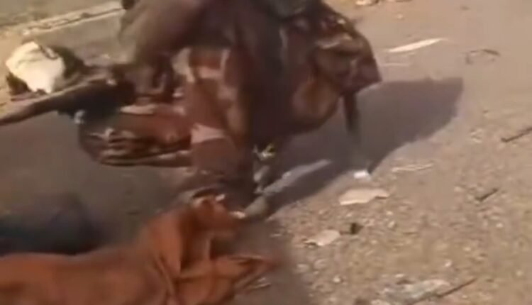 الجيش السوداني يعلن سقوط 7 قتلى من قواته وعشرات الجرحى في معارك بحري وجسر الحلفايا “فيديو”