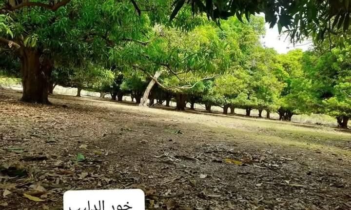 الجيش السوداني يكسب معركة كسر العظم أمام قوات حميدتي والحلو ويستعيد منطقة مهمة جنوب كردفان