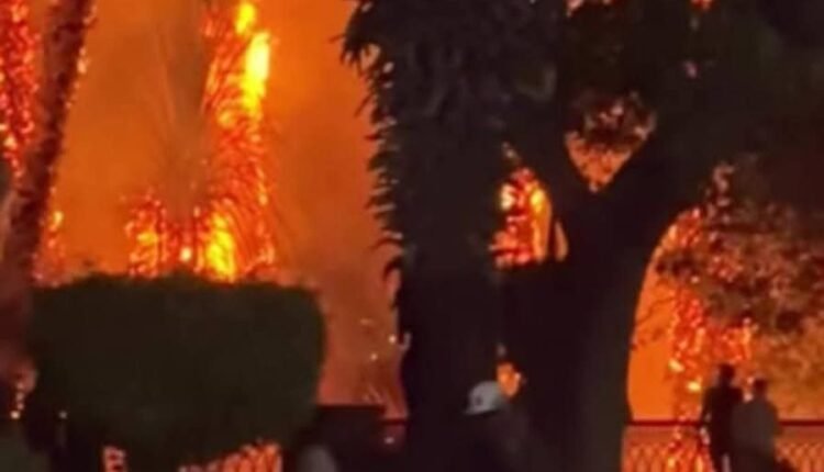 عاجل بالفيديو .. حريق هائل على كورنيش المنيل بالمعادي في القاهرة و النيران تقضي على الأشجار والنخيل في مشهد أرعب السكان
