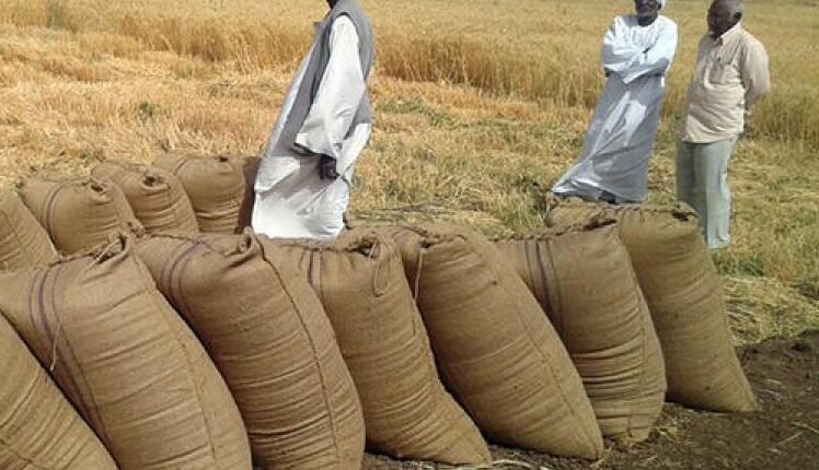 القضارف.. الموسم الزراعي “بين قوسين” وتخوفات من الفشل