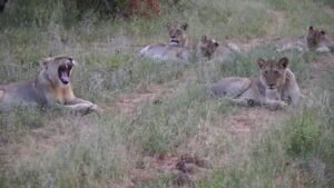 بالفيديو.. ظهور نادر لزرافة يعيد الأمل في محمية الردوم السودانية