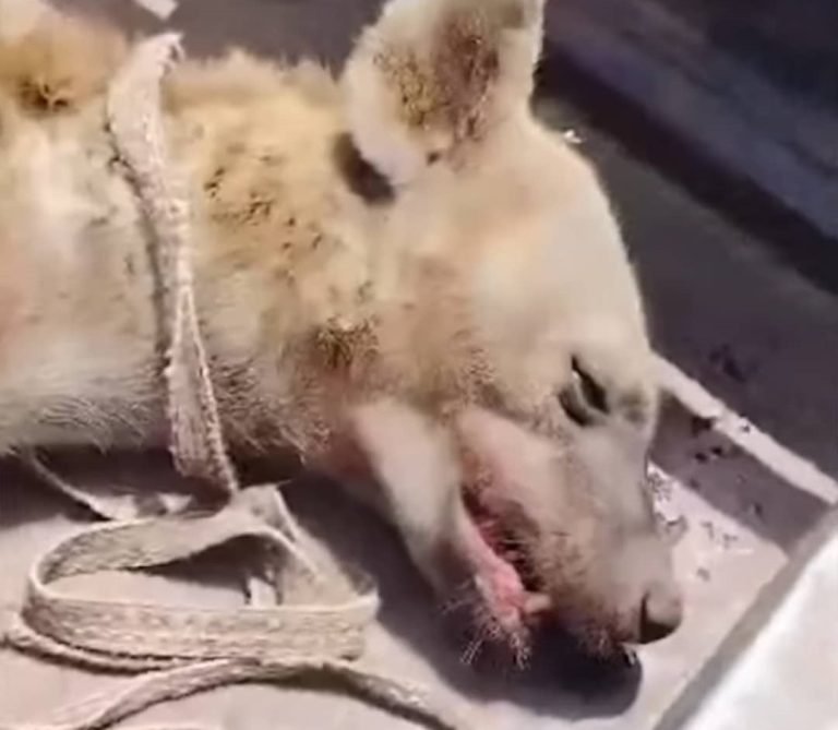 اصطياد ضبع في نهر النيل