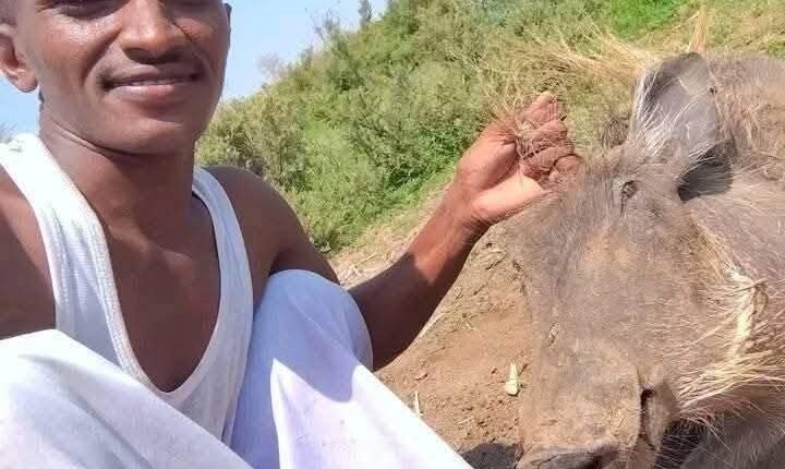 أضر بالزراعة.. خنزير بري يقع في يد شاب من حلفا الجديدة