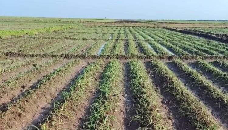 مزارعون بمشروع الجزيرة ينتقدون شروط التمويل للبنك الزراعي