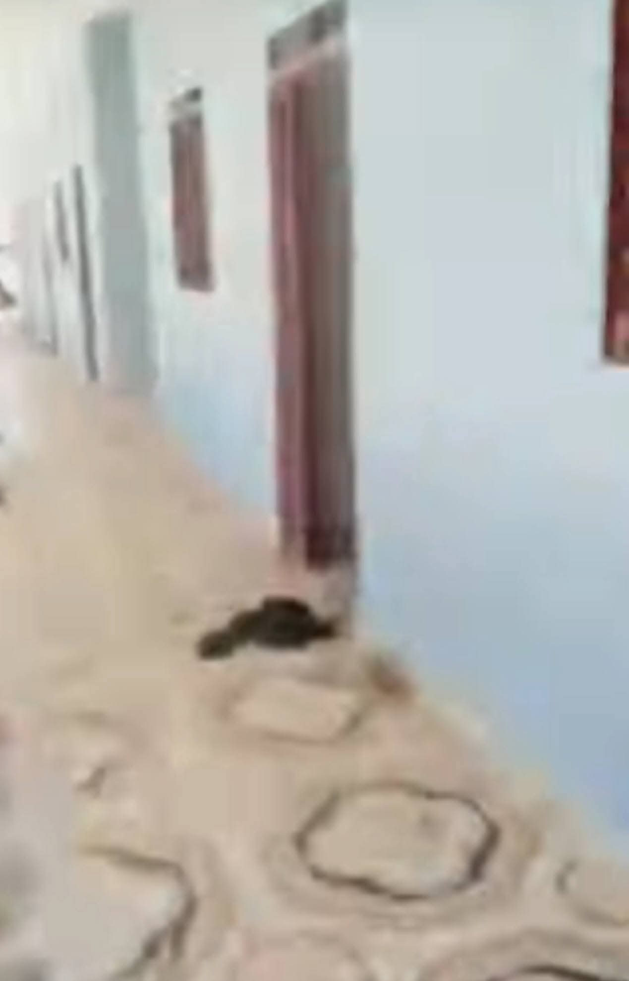 الدعم السريع تستبيح منزل وإستراحة موسى هلال وعمليات قتل وتخريب واسعة ضد المدنيين