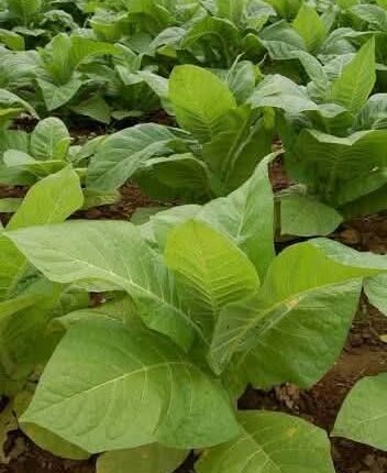 الأمير الطيب جودة يرفض زراعة التمباك في مشروع الجزيرة ويكشف عن عقوبات..جدل واسع وتحذيرات من مخاطر كبيرة