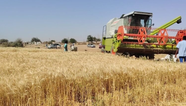 الولاية الشمالية تعلن عن إنتاجية كبيرة للفدان من القمح وكشف مساحات ضخمة مزروعة بالمحصول