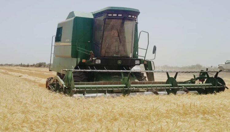أكبر مشروع زراعي في السودان يخطط لزراعة أكثر من مليون فدان جديدة ويكشف إنتاجية القمح
