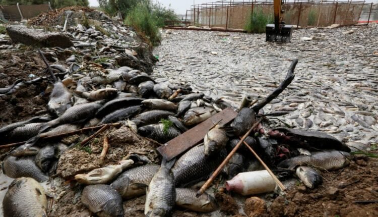 نفوق أسماك في بحيرة النوبة بالولاية الشمالية يثير مخاوف والسلطات تعلن عن تدخلات عاجلة