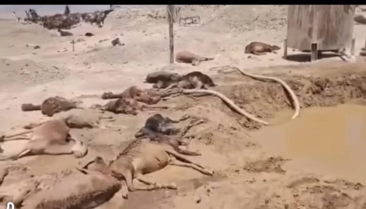 نفوق قطيع من الضأن شرب من مياه سامة وخطيرة في مناطق تعدين الذهب بولاية نهر النيل”فيديو”