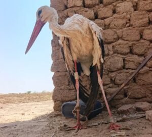 طائر مهاجر من أوروبا يثير نداء استغاثة في بربر.. وسوار يكشف وجهته طائر مهاجر من أوروبا يثير نداء استغاثة في بربر.. وسوار يكشف وجهته