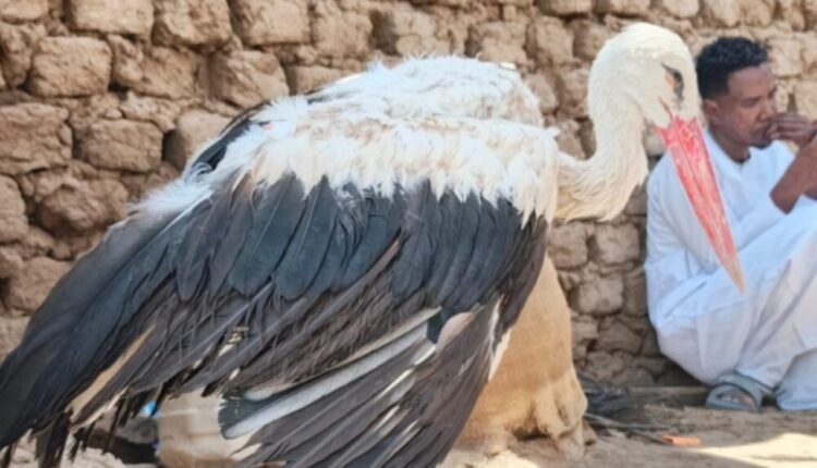 طائر مهاجر من أوروبا يثير نداء استغاثة في بربر.. وسوار يكشف وجهته